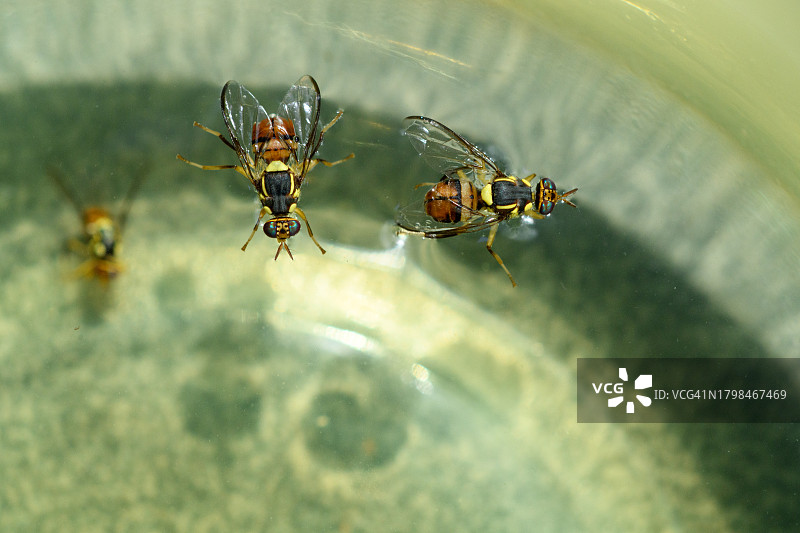 桃子捕蝇器图片素材