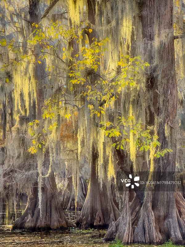挂着苔藓的沼泽柏树图片素材