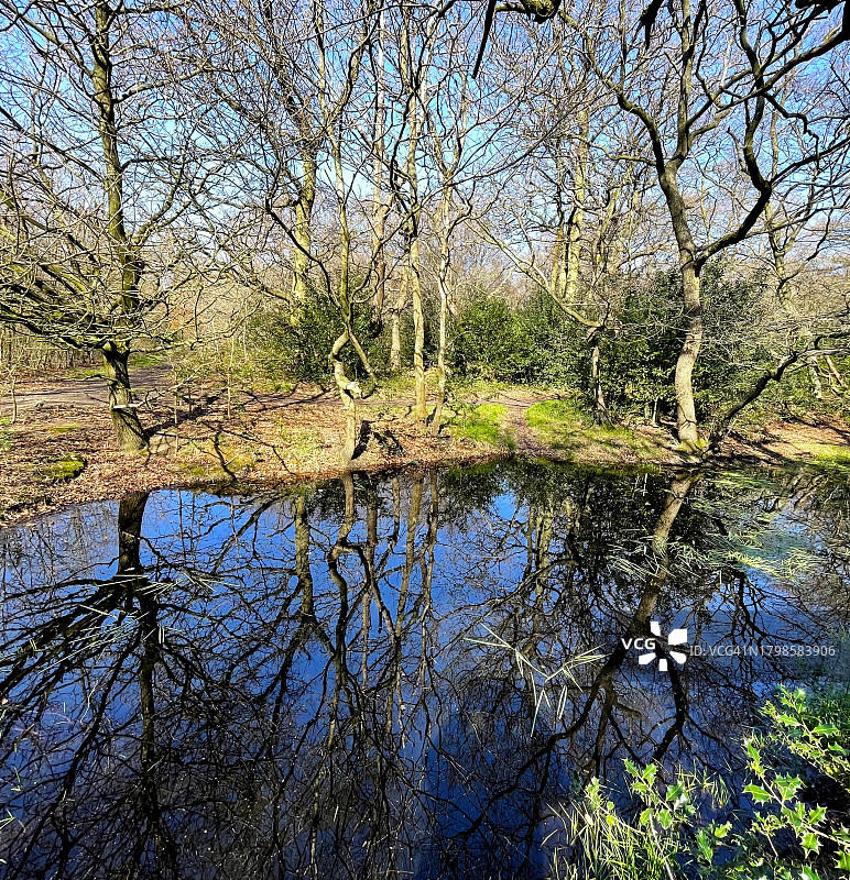 森林中的池塘图片素材
