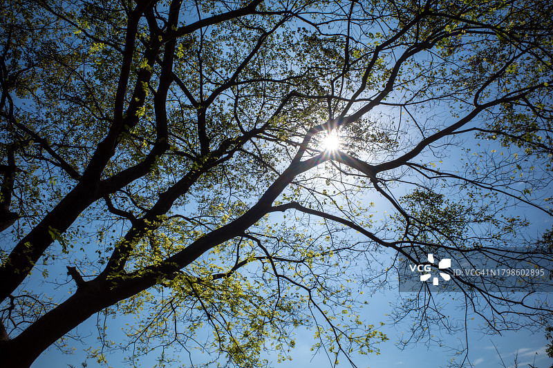 阳光穿过树枝图片素材
