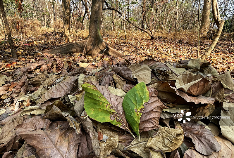 亚洲干燥气候下的落叶图片素材
