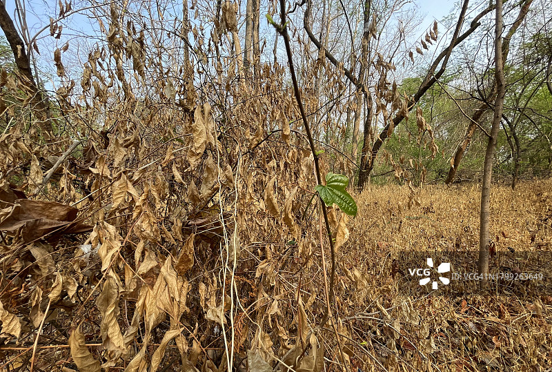 新叶留白图片素材