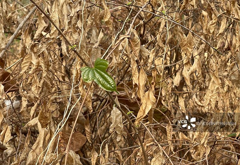 新叶特写图片素材