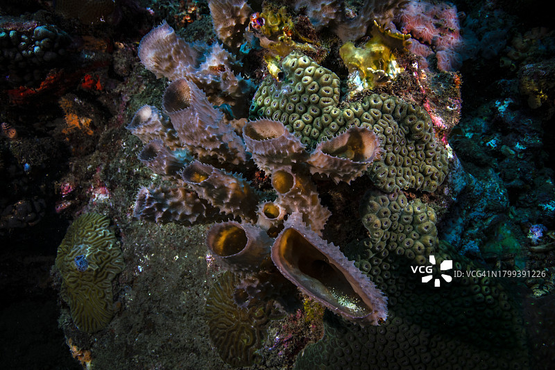 分枝花瓶海绵图片素材