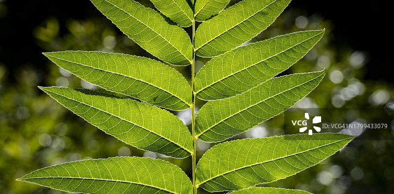 叶脉图片素材