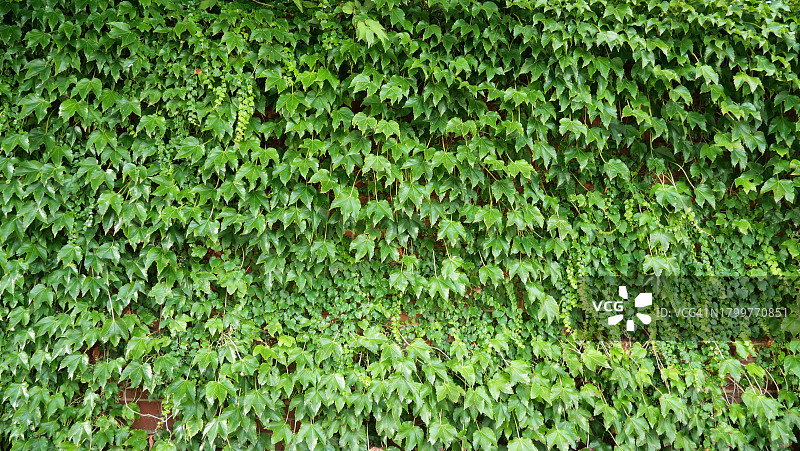 英国伦敦覆盖绿色常春藤的墙壁图片素材