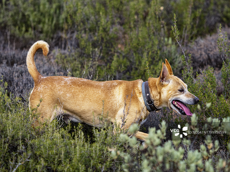 在田野中嗅兔子踪迹的猎犬（安达卢西亚波德enco犬）图片素材