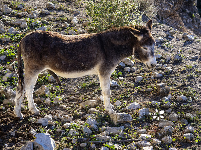 田野里打哈欠的驴图片素材