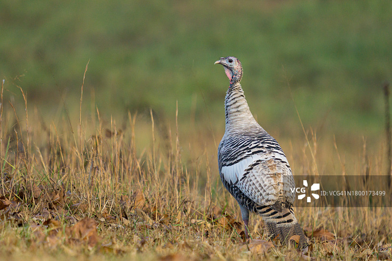 草地上的野生火鸡图片素材