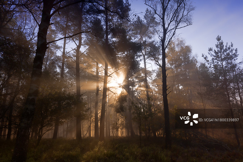 阿珀尔多伦附近Het Leesten的Ugchelse Berg雾蒙蒙的日出图片素材