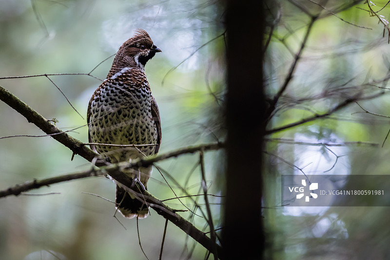 榛鸡图片素材
