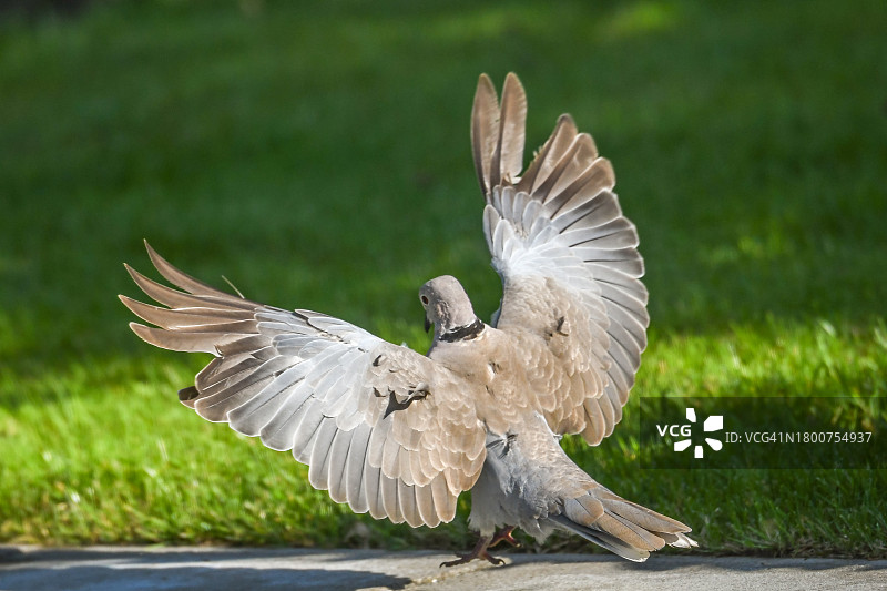 飞行中的鸽子图片素材