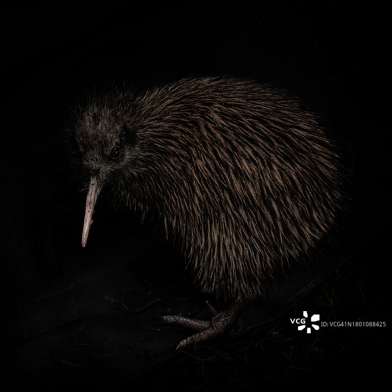 黑色背景下的棕色猕猴桃特写图片素材