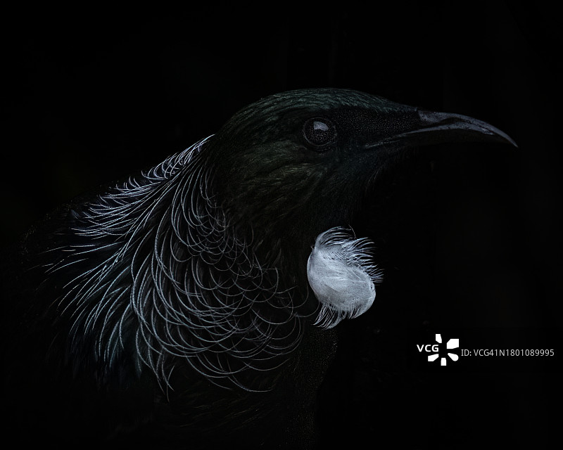 黑色背景下的低调本土鹟鹟鸟轮廓图片素材