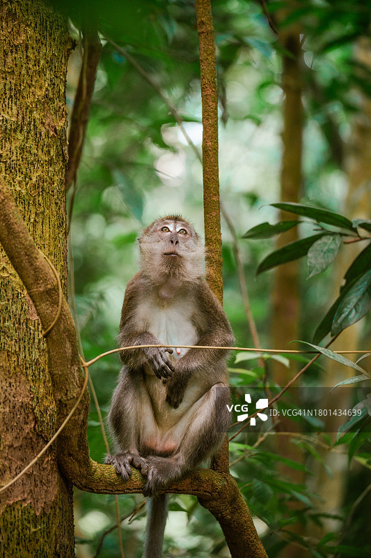 苏门答腊北部荒野中的长尾猕猴图片素材