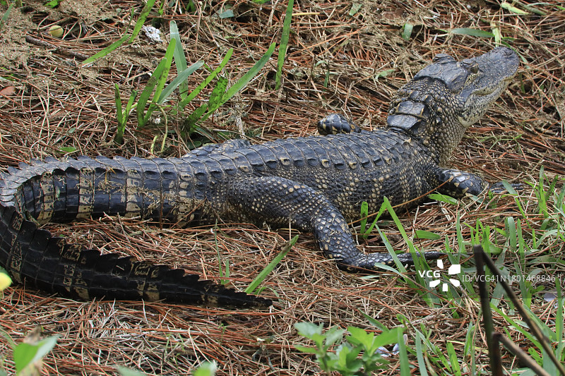 沼泽中的爬行短吻鳄图片素材