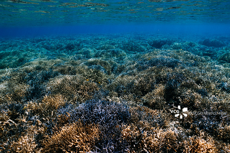 日本冲绳清澈热带水域中的健康珊瑚礁图片素材