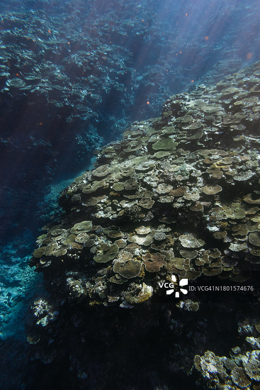 清澈的热带海水中的珊瑚礁，冲绳，日本图片素材