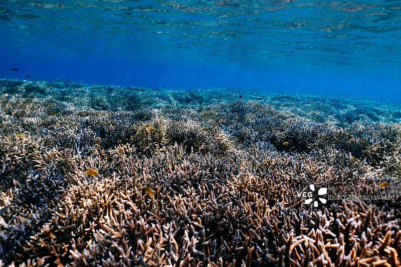 日本冲绳清澈热带水域中的健康珊瑚礁图片素材