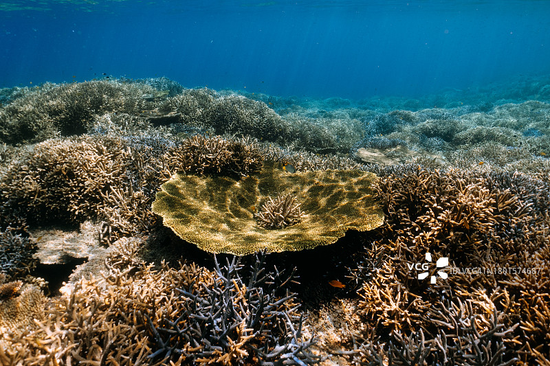清澈的热带海水中的珊瑚礁，冲绳，日本图片素材