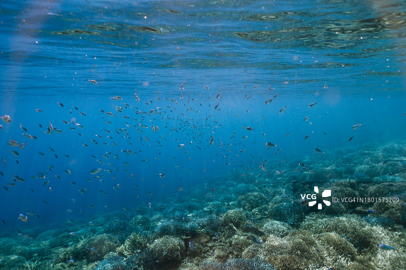 冲绳珊瑚礁鱼群图片素材