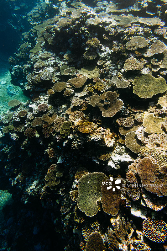 清澈的热带海水中的珊瑚礁，冲绳，日本图片素材