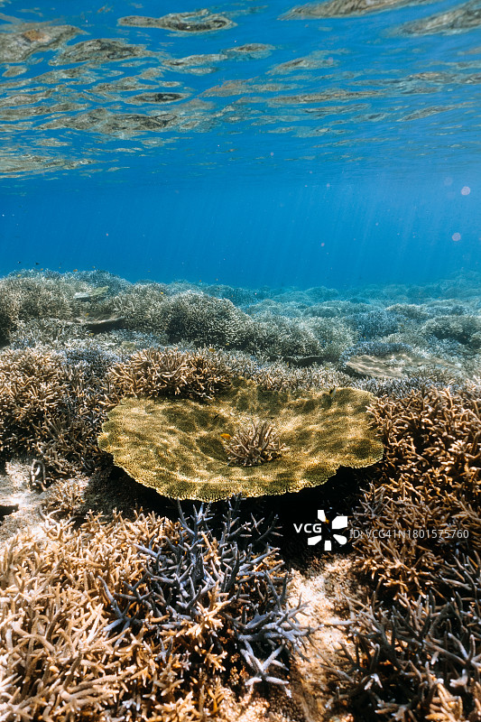 日本冲绳清澈热带水域中的健康珊瑚礁图片素材