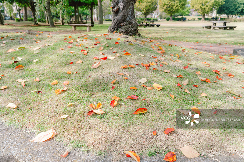 樱桃树的落叶图片素材