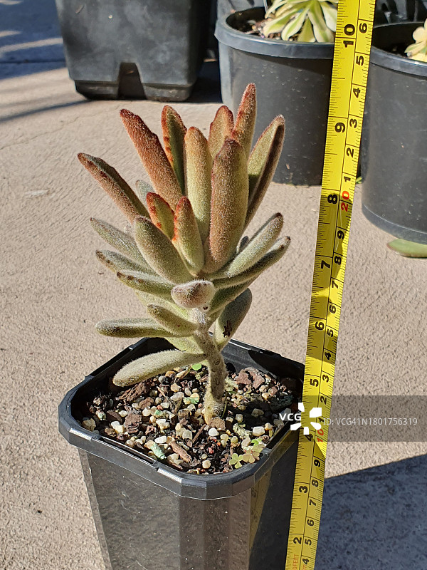 熊猫 प्लांट 多肉图片素材