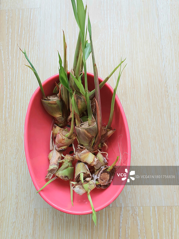 柠檬草新芽从老茎中长出特写图片素材