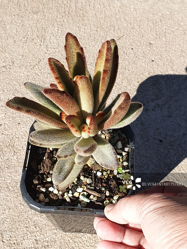 known as Panda plant or Chocolate soldier plant succulent图片素材