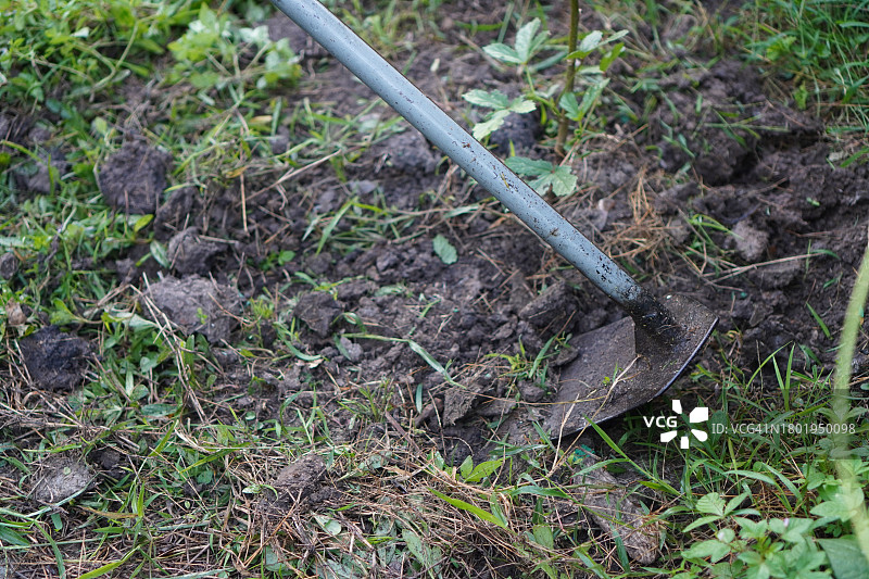 挖红薯图片素材