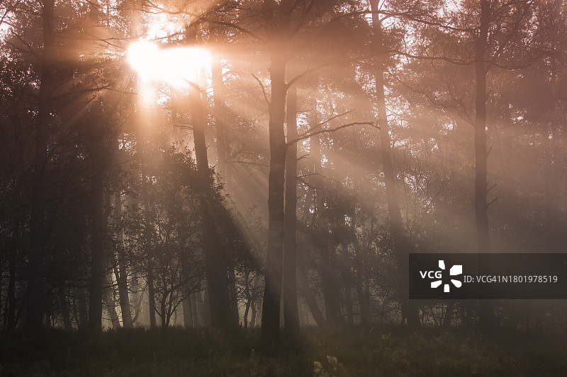 乌格切尔斯山莱斯滕森林雾蒙蒙的早晨日出图片素材