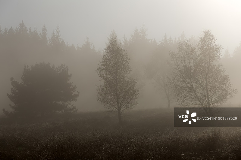 Veluwe阿珀尔多伦附近Ugchelse berg的雾图片素材