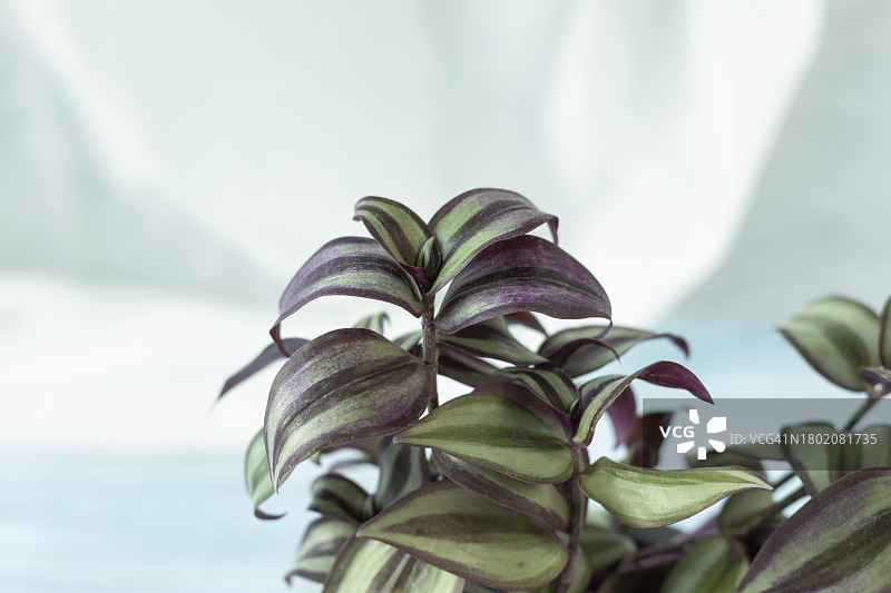 绿色盆栽植物图片素材