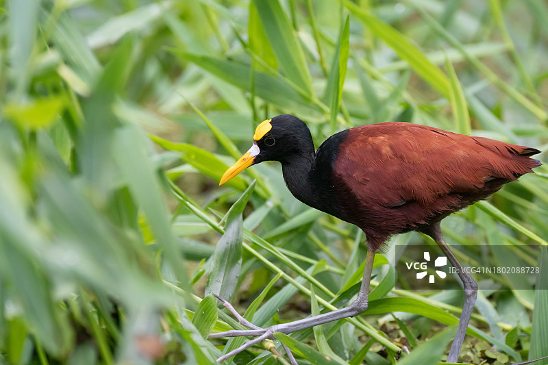 科斯达黎加托尔图格罗国家公园的北方水雉图片素材