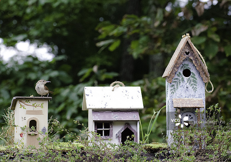 鸟类真正生活在哪里图片素材