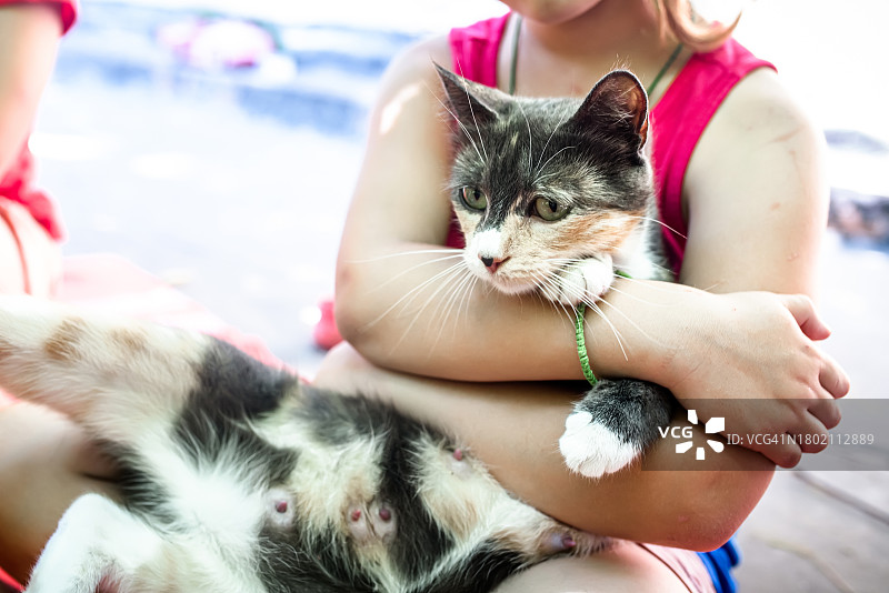 女孩怀中的自制玳瑁色母猫图片素材