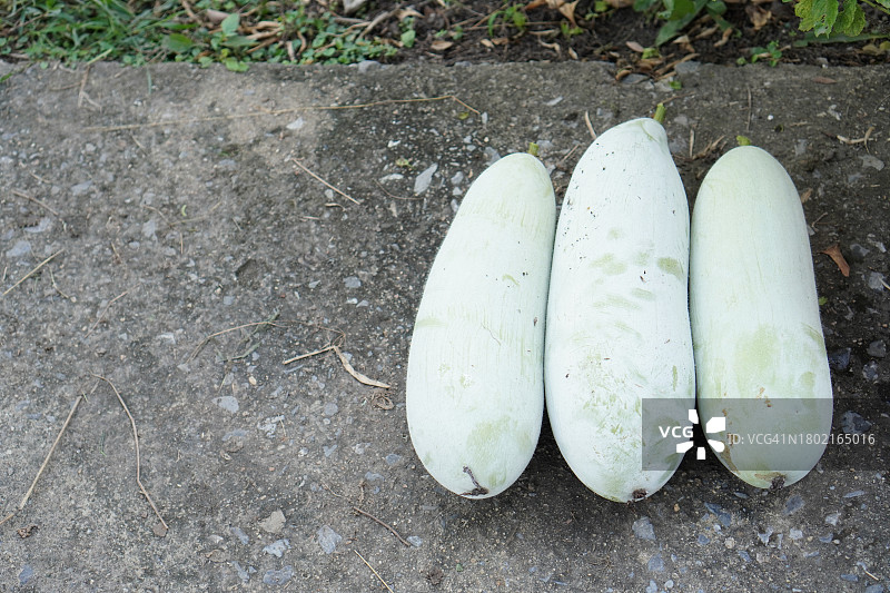 蔬菜：毛节瓜/冬瓜图片素材