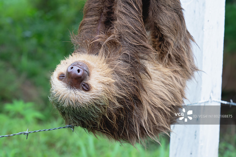 二趾树懒图片素材