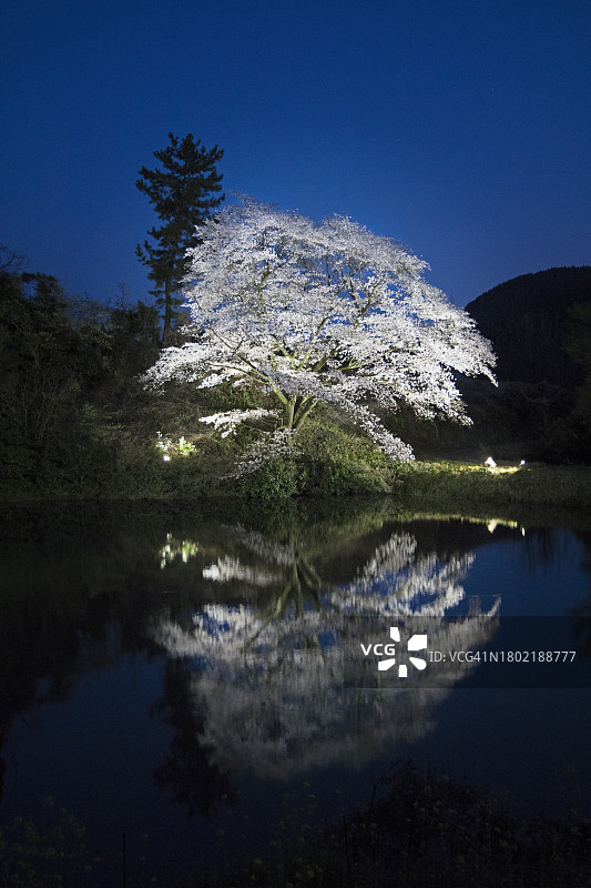 一棵 illuminated 樱花树图片素材