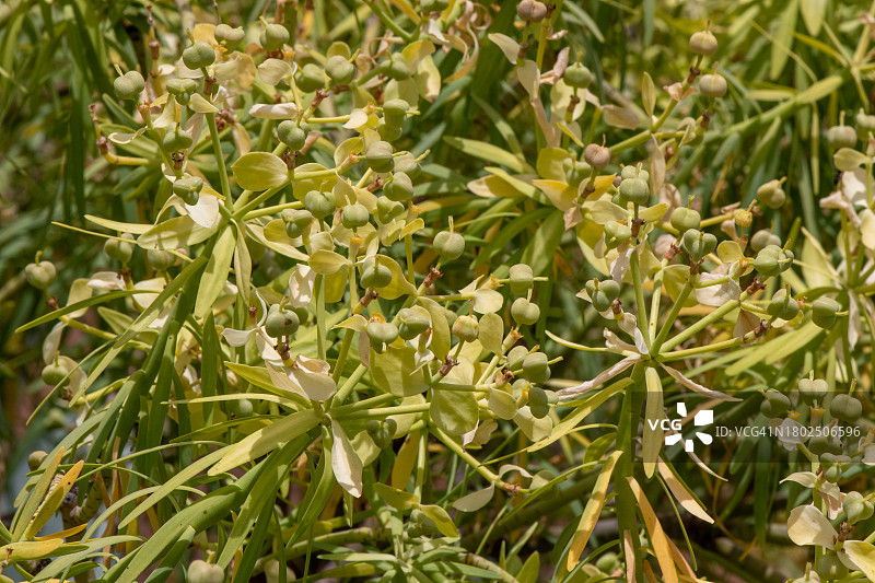 加那利群岛大戟及其果实特写图片素材