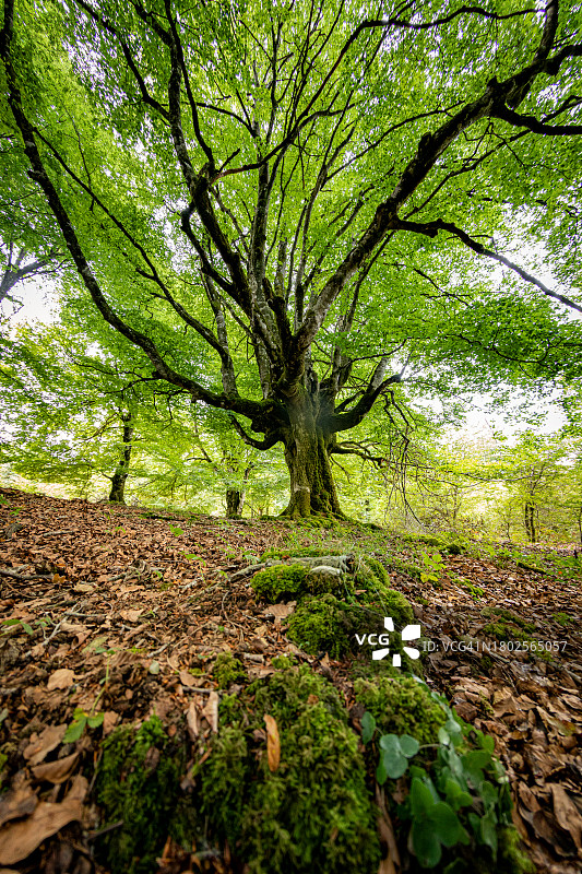 绿色树木图片素材
