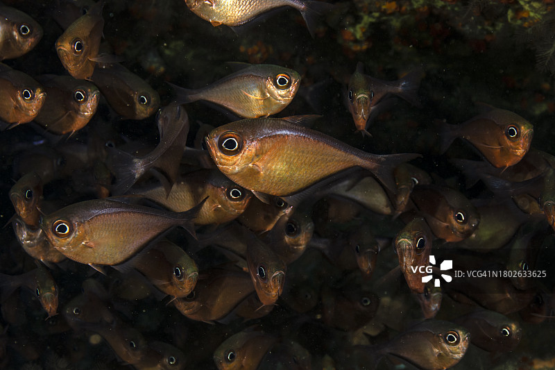 玻璃清洁鱼图片素材