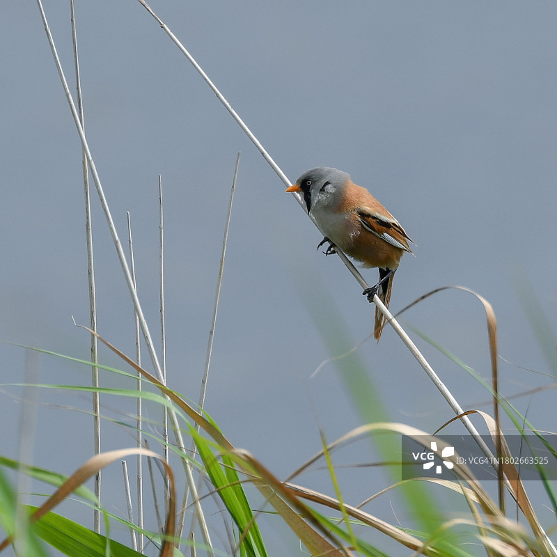 文须雀图片素材