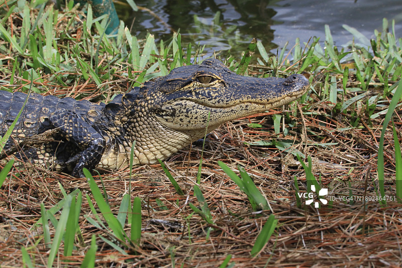 野生鳄鱼图片素材