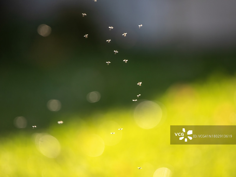 蚊群图片素材