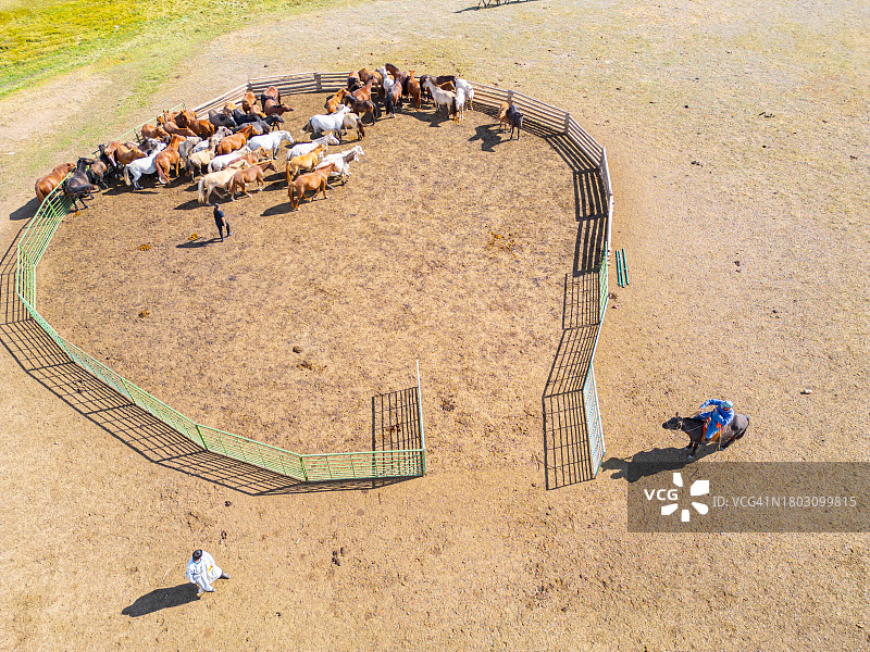 蒙古游牧民族牧马场景图片素材