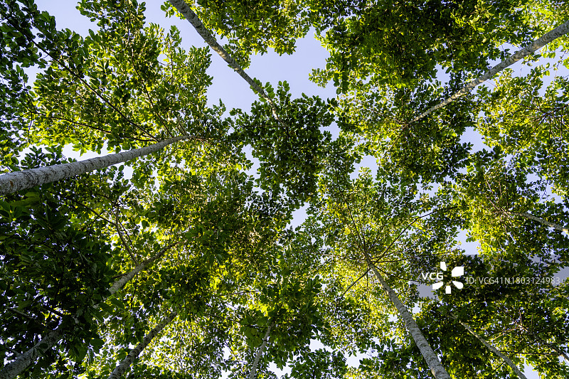 仰望天空树木图片素材
