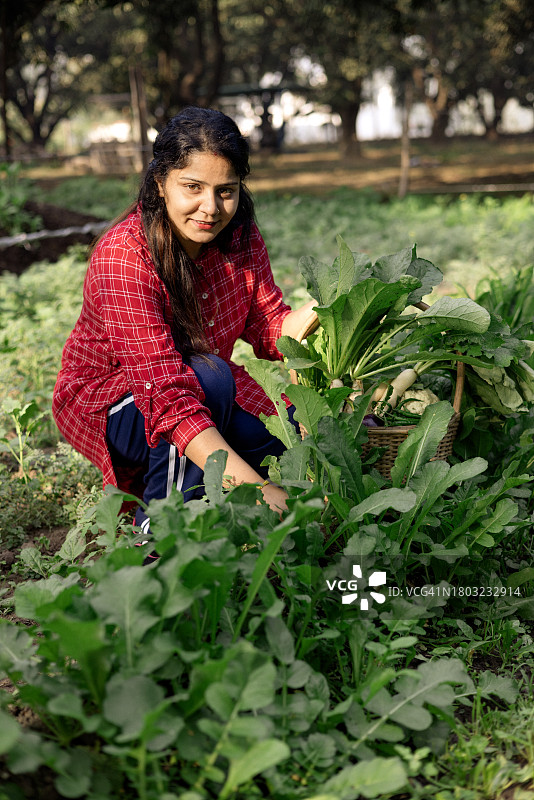 可持续农业：年轻女子收获新鲜的自种萝卜图片素材